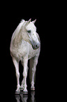arabian horse