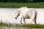 standing arabian horse