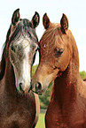 arabian horses portrait
