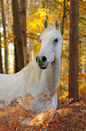 arabian horse portrait