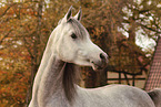 arabian horse portrait