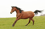 galloping arabian horse