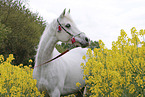 arabian horse portrait