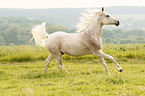 galloping arabian horse