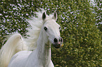 arabian horse portrait