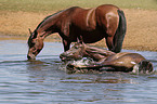 arabian horse mother with foal
