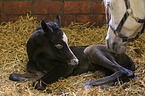 arabian horse mother with foal
