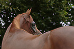 arabian horse portrait