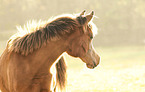 arabian horse portrait
