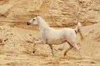 trotting arabian horse