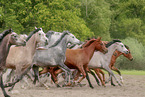 galloping arabian horses