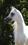 arabian horse portrait