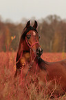 arabian horse portrait