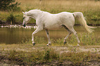 trotting arabian horse