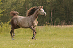 trotting arabian horse