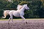 galloping arabian horse