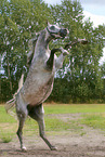 rising arabian horse