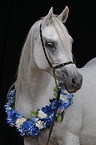 arabian horse portrait