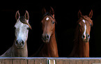 arabian horses portrait