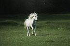 Arabian horse runs over the meadow