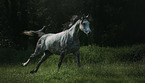 Arabian horse runs over the meadow