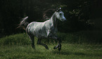 Arabian horse runs over the meadow