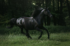 Arabian horse runs over the meadow