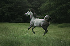 Arabian horse runs over the meadow