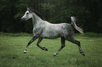 arabian horse runs over the meadow