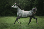 arabian horse runs over the meadow