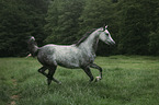 Arabian horse runs over the meadow