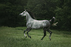 Arabian horse runs over the meadow