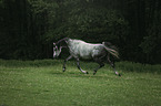 arabian horse runs over the meadow