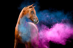Arabian horse with holi powder