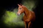 Arabian horse with holi powder