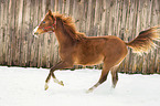 arabian horses in the snow