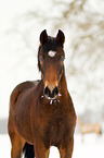 arabian horses in the snow