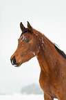 arabian horses in the snow