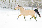 arabian horses in the snow