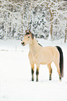 arabian horses in the snow