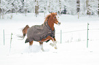 arabian horses in the snow