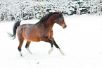 arabian horses in the snow