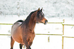arabian horses in the snow