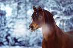 arabian horses in the snow