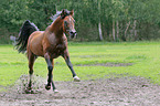 galloping arabian horse