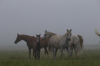 herd of horses