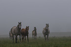 herd of horses
