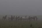 herd of horses