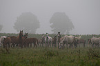 herd of horses