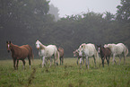 herd of horses